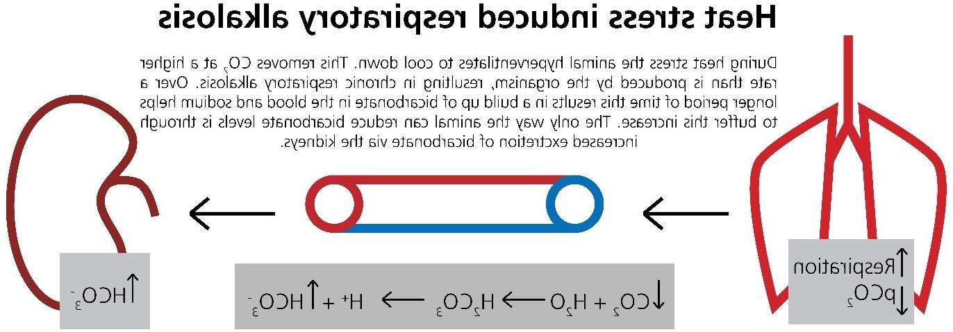 Heat stress alkalosis